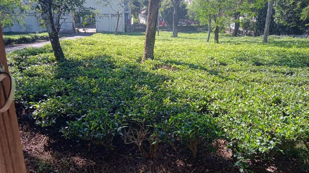 Tea bushes at the Leelaghar Tea Estate in Sabroom, South Tripura, amid mounting financial and administrative challenges facing the historic garden.